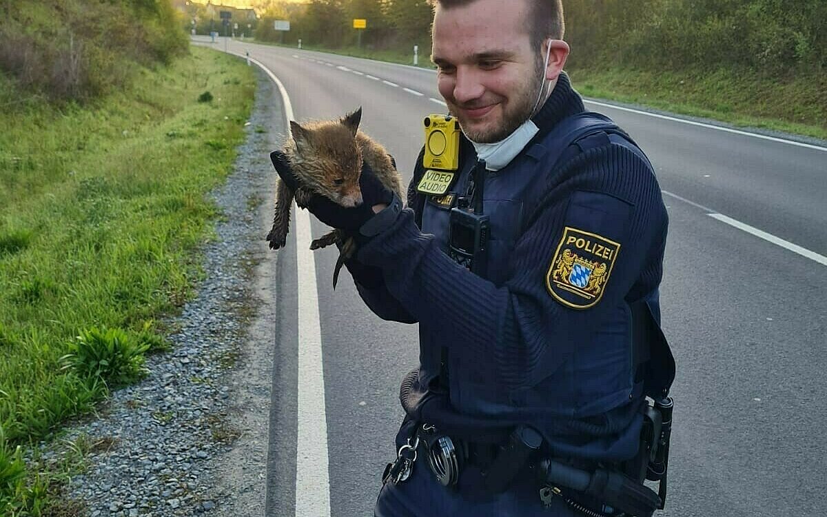 Ein Polizist ohne Maske trägt einen Fuchswelpen in der Hand, er steht an einer Straße, im Hintergrund geht die Sonne auf Ein Polizist ohne Maske trägt einen Fuchswelpen in der Hand, er steht an einer Straße, im Hintergrund geht die Sonne auf